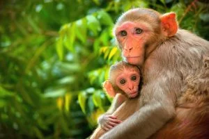 DDP S1E7 animal experimentation